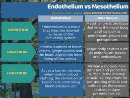 The main difference between mesothelium and endothelium is that, in adults, mesothelium occurs in all serous membranes of the body such as pericardium, . Difference Between Endothelium And Mesothelium Compare The Difference Between Similar Terms