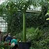 Corpse flower fun facts | slap dash mom. 1