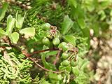 Image result for Cissus faucicola