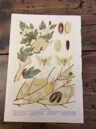 The Body Of The Dead Christ In The Tomb Holbein Antique Print Silkworm Lithograph A954 With Images Insect Print Antique Prints Lithograph