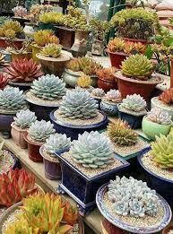 Grafting cactus east austin succulents. Pin By Paola Garcia Granados On Yard Design Succulents Cacti And Succulents Planting Succulents