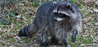 Jun 04, 2021 · a raccoon caused some panic among the troops at fort carson, colorado, on june 1, when it got into an armored vehicle and prompted the soldiers inside to scramble for an exit. All About The Northern Raccoon Welcome Wildlife