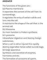 Write Functions Of Plasma Membrane Endoplasmic Reticulum Nucleus Golgi Apparatus Lysosomes Brainly In
