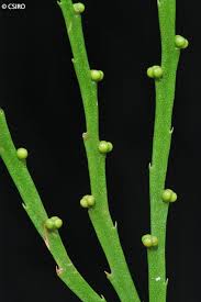 Image result for Psilotum