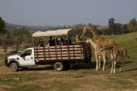 San Diego Zoo Safari Park Guide 2020 Hours Tours Tips La Jolla Mom San Diego Zoo Safari Park San Diego Safari Park San Diego Zoo