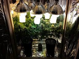 Growing Weed Indoors With Cfls Marijuana Seeds Center