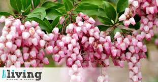 Image result for Pieris japonský obrázek