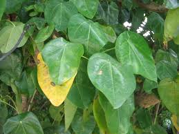 Image result for Hernandia nymphaeifolia