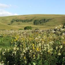 Image result for Ligularia sibirica