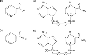 Chemical Structures Of Niacin Compounds A Nicotinamide B Download Scientific Diagram