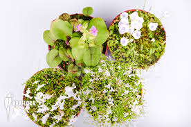 Image result for Utricularia sp.no.1