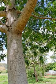 Image result for Khaya grandifoliola