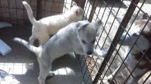 Join millions of people using oodle to find puppies for adoption, dog and puppy listings, and other pets adoption. Puppies For Sale Husky Mix With Australian Shepherd For Sale In Fresno California Classified Americanlisted Com