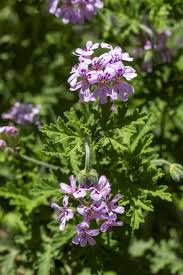 Image result for Pelargonium graveolens