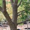Makes wonderful shade tree for smaller yards. Https Encrypted Tbn0 Gstatic Com Images Q Tbn And9gcssah2djxzkwhdsijhr5xqyj1yzstohtm4tk0cryzi Usqp Cau