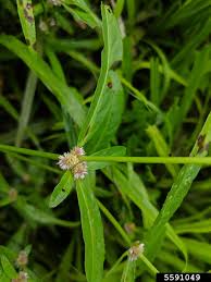 There are two types of ponnangkanni and seemai ponnangkanni. Sessile Joyweed Alternanthera Sessilis Caryophyllales Amaranthaceae 5591049