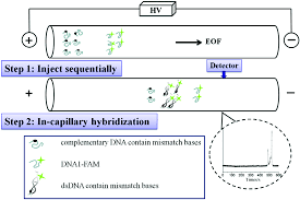 Brochure data sheet ce consumables catalog ce partner cd. How Does Dna Meet Capillary Based Microsystems Analyst Rsc Publishing Doi 10 1039 D0an01336f