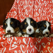 The bernese mountain dog is known for being loyal, affectionate, eager to please, and extremely intelligent. Northcoast Bernese Mountain Dog Club Of Ohio Home Facebook
