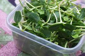 Maybe you would like to learn more about one of these? Grow Sunflower Sprouts In Just 12 Days For Nutritious Microgreens