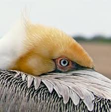 Pelican is an amazing bird that can be found on all continents except on the antarctica. Brown Pelican The Audubon Birds Climate Change Report