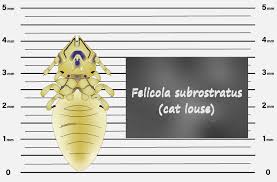 That's why rescue cats should always be checked for lice before you bring them home and all cat symptoms and diagnosis if your cat has lice, he might not seem too agitated, so it can be hard to diagnose the problem. Cat Lice Why You Need To Worry But Not Too Much