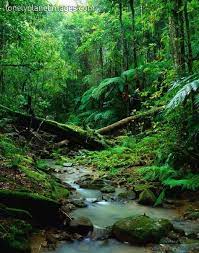 Discover The World Of Alexis Sophie On Alexis And Sophie Com And Get Your Fairytaleskincare Jungle Photography Rainforest Photography Beautiful Nature