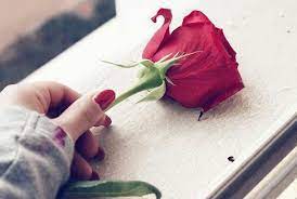 Pin By Sabah Junaid On Roses Beautiful Flowers Wallpapers Red Roses Beautiful Flowers