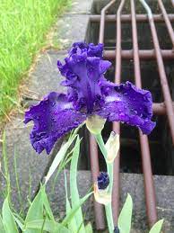 Autumn rain — oil painting on canvas. Photo Of The Bloom Of Tall Bearded Iris Iris Autumn Rain Posted By Skirtgardener Garden Org