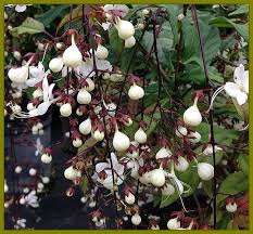 Image result for Clerodendrum abilioi