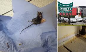 Arrange a free quote online today. 27 Mice Are Found Inside Chinese Restaurant In As Owner Is Charged With Breaching Hygiene Standards Daily Mail Online