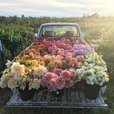You can add them to your blogs, or use them for your own journal. Loads Of Flowers Beautiful Flowers Love Flowers Pretty Flowers