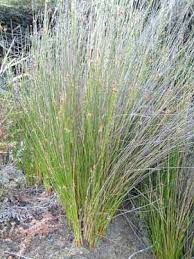 Image result for Ficinia