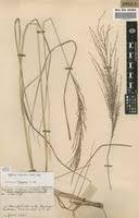 Image result for Digitaria diagonalis