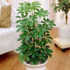 Schefflera Water Wait Until The Soil In The Pot Dries Out And Then Thoroughly Soak The Soil When You Water Hanging Plants Indoor House Plants Indoor Plants