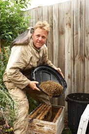 Free bee hive removal melbourne. Bee Removal Faq Beerescue Com Au