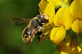 Bees That Attack Honey Bees Honey Bee Suite