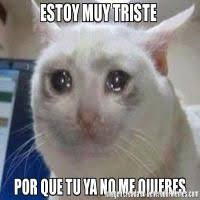Memes De Gato Llorando Galeria 7244 Imagenes Graciosas Cat Memes Funny Pictures Memes