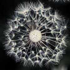 Pin On Photographers