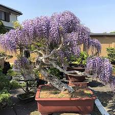 Juniper tree bonsai indoor decoration flowering house plant. Bonsai Trees Varieties Plus Tools Pots For Sale Nurseriesonline