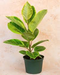 Image result for Ficus