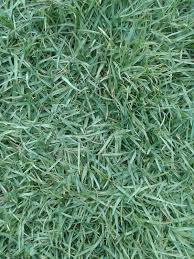 Halaman bisa di bagi menjadi dua fungsi. Jual Rumput Jepang Petani Langsung Tukang Taman