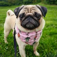 Explore the 254 dog (1080x1920) wallpapers for and download freely everything you like! 30590014 159151884757345 9110299875961995264 N Jpg 1080 1080 Pinned To Pug A Pug With Love Pugs Pugs Cute Pugs Black Pug Puppies