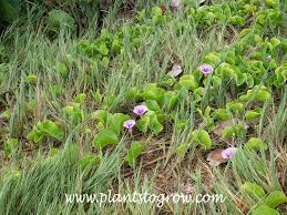 Image result for Ipomoea pes-caprae