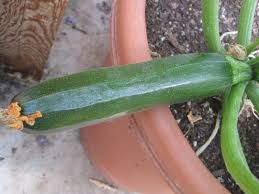 Can a zucchini plant polinate a squash plant. Pollination Of Zucchini Plants In Greenhouse Setting