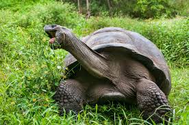 The closest living relative of the galapagos giant tortoise is the small chaco tortoise from south america, although it is not a direct ancestor. Is Exotic Diet Giving Giant Tortoises A Boost In Galapagos