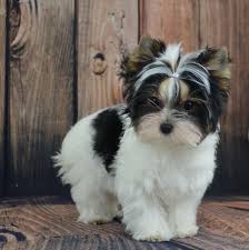Biewer Terrier Puppy Biewer Yorkie Yorkshire Terrier Puppies Yorkshire Terrier