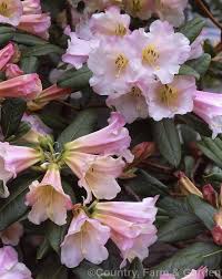 Rhododendron Countess Of Haddington Rhododendron Ciliatum X Rhododendron Dalhousiae Bred Before 1865 This Hybrid H Fragrant Flowers Rhododendron Fragrant