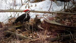 To encourage pileated woodpeckers to live near you, leave dead tree trunks standing if they pose no danger of causing damage by falling, or allow the trunk to remain on the ground for several years if it. The Pileated Woodpecker In Winter Cool Green Science