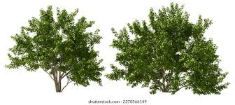 Image result for Pithecellobium