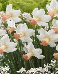 Narcissus Skype Bulb Flowers Daffodils Narcissus